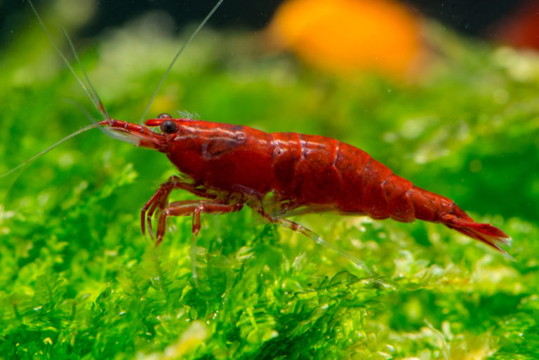 Fire Red Shrimp (TEST) – Aqua-Nautic Specialist